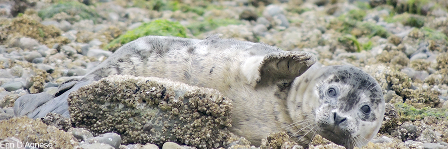 a seal waving at the camera