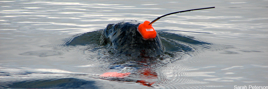 a seal with a tracker attatched to its head