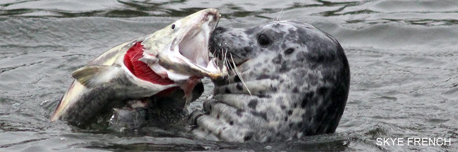 a seal catching a fish