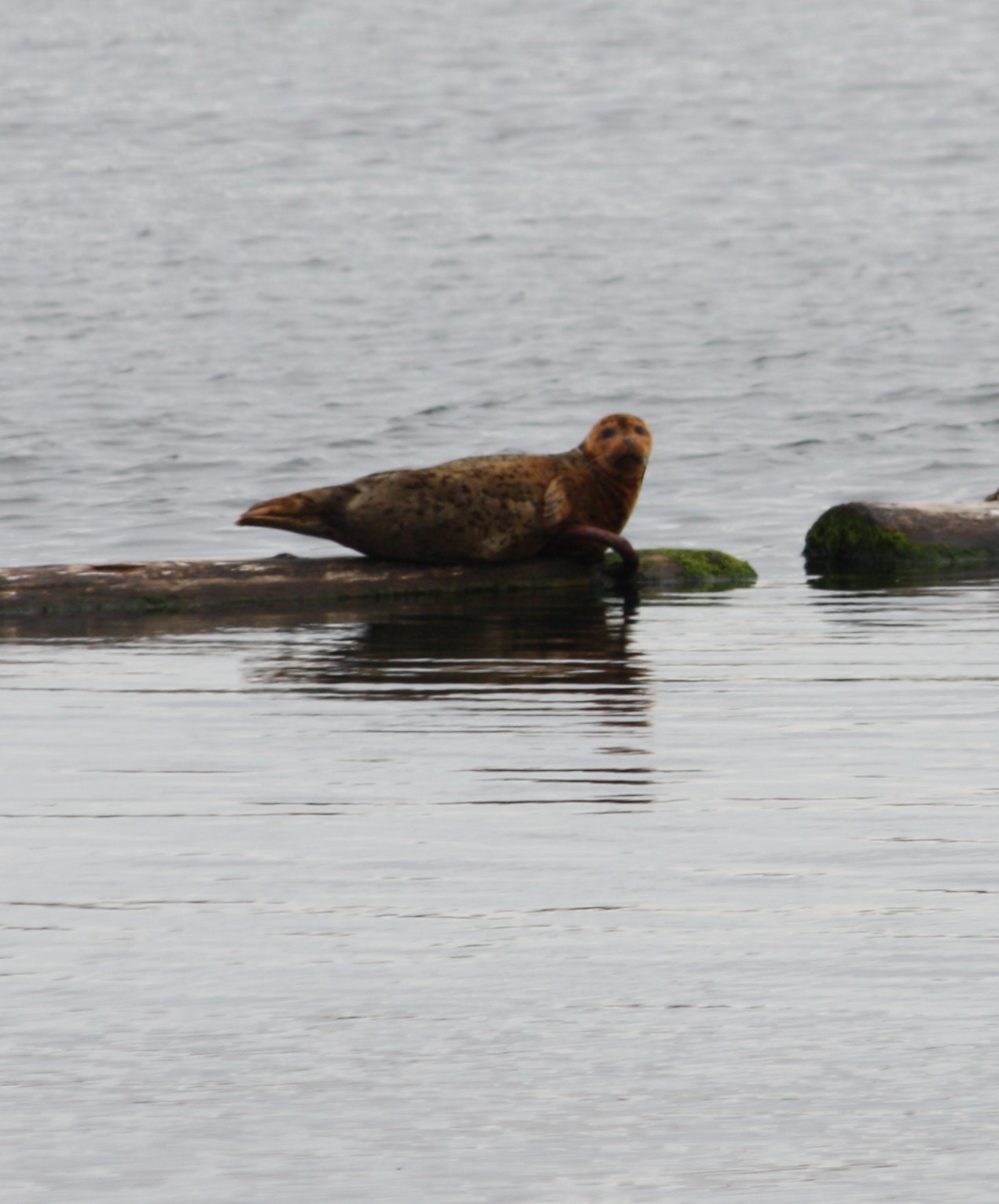 A closeup of seal on a log