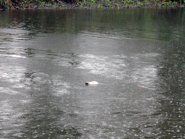 seal peeking above water