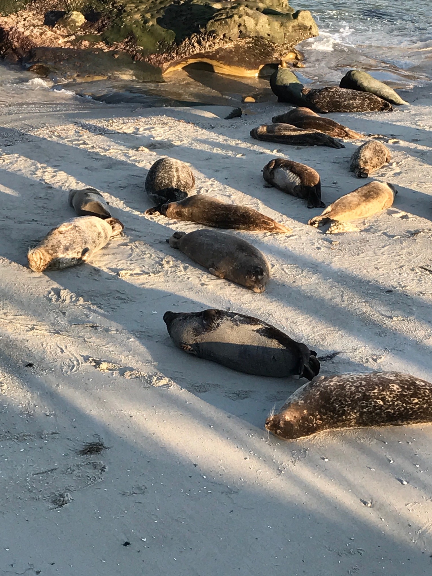 grouping of seals on a beach