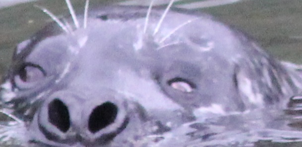 close up of seal in the water with injured, cloudy eye