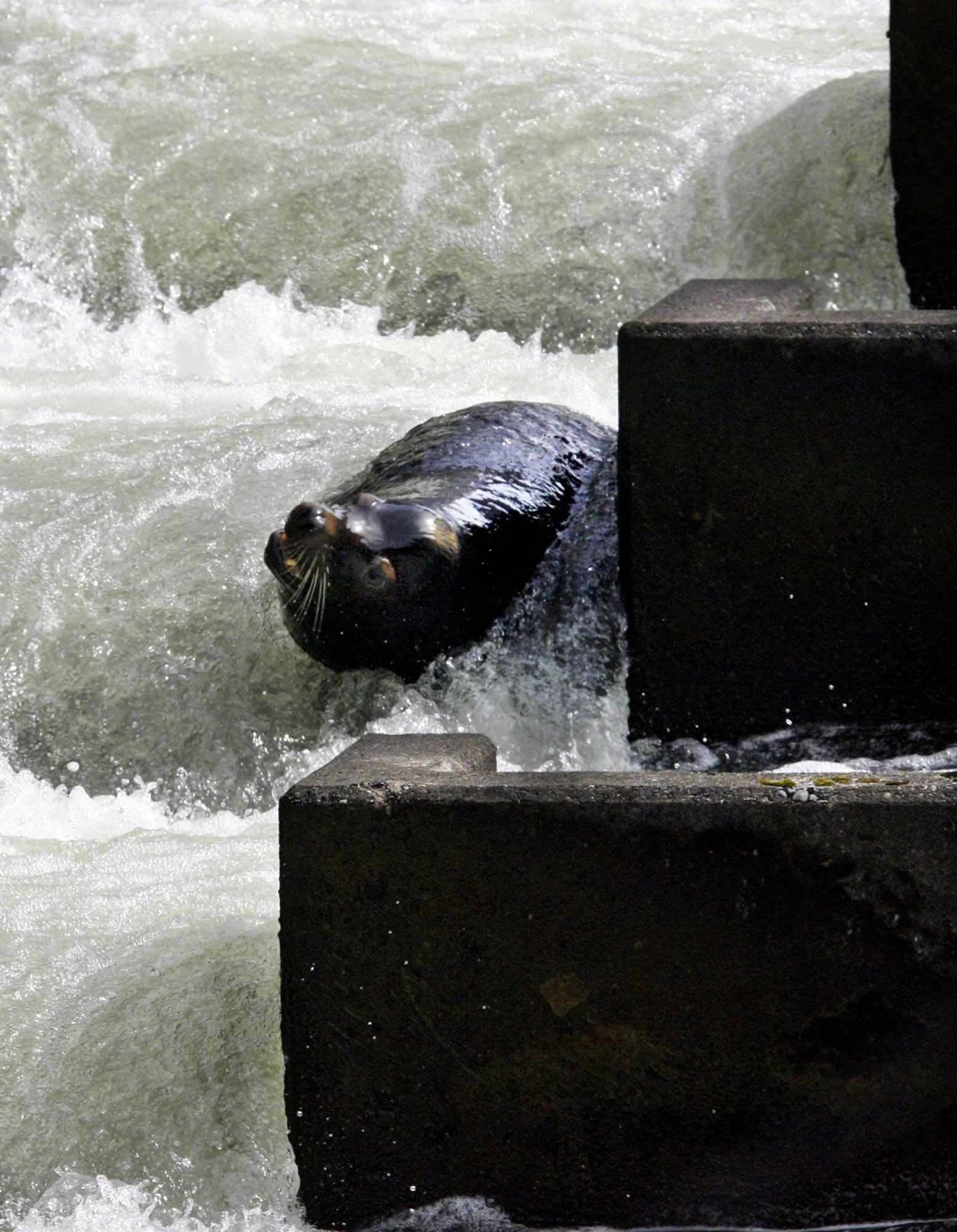 california sea lion swimming among rapid currents in the bonneville dam fish ladder