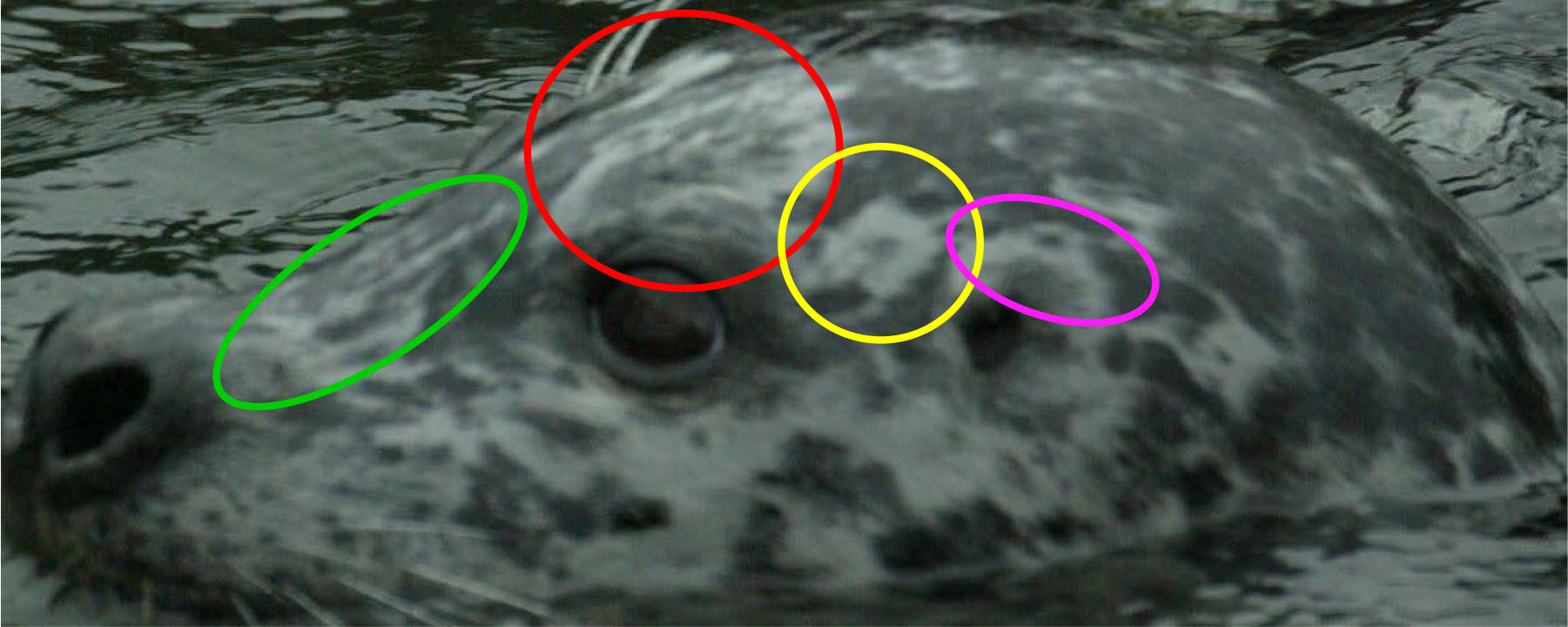 The head of a harbor seal in the water facing left with various spotting patterns circled in different colors.