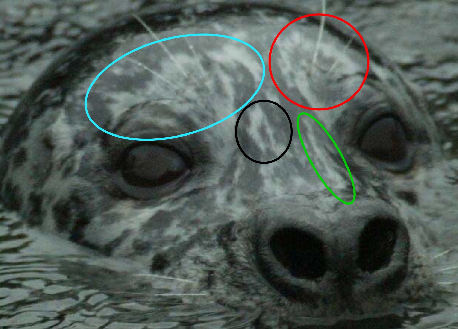 The head of a harbor seal in the water facing forward with various spotting patterns circled in different colors.