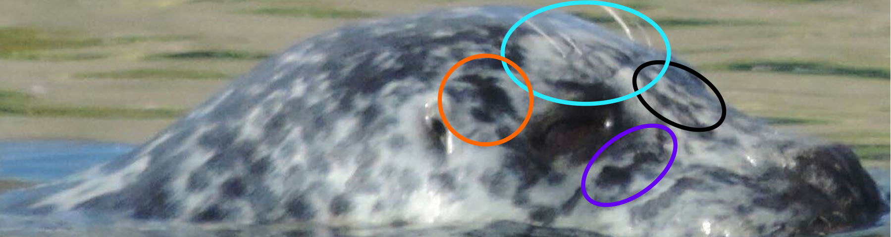 The head of a harbor seal in the water facing right with various spotting patterns circled in different colors.