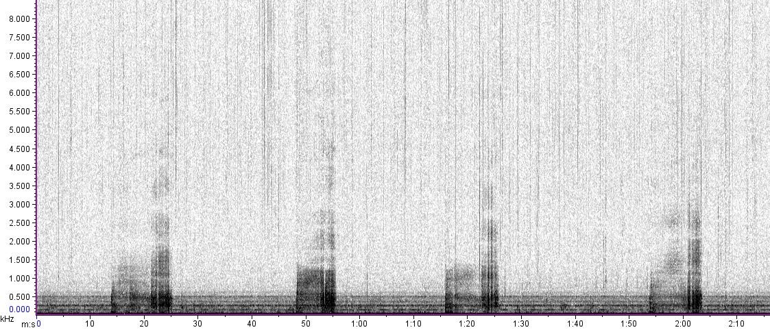 A spectrogram of seal roars. Time is on the x-axis in minutes : seconds. The y-axis is frequency, with higher-frequency (higher pitched) sounds at the top and lower pitched sounds at the bottom.