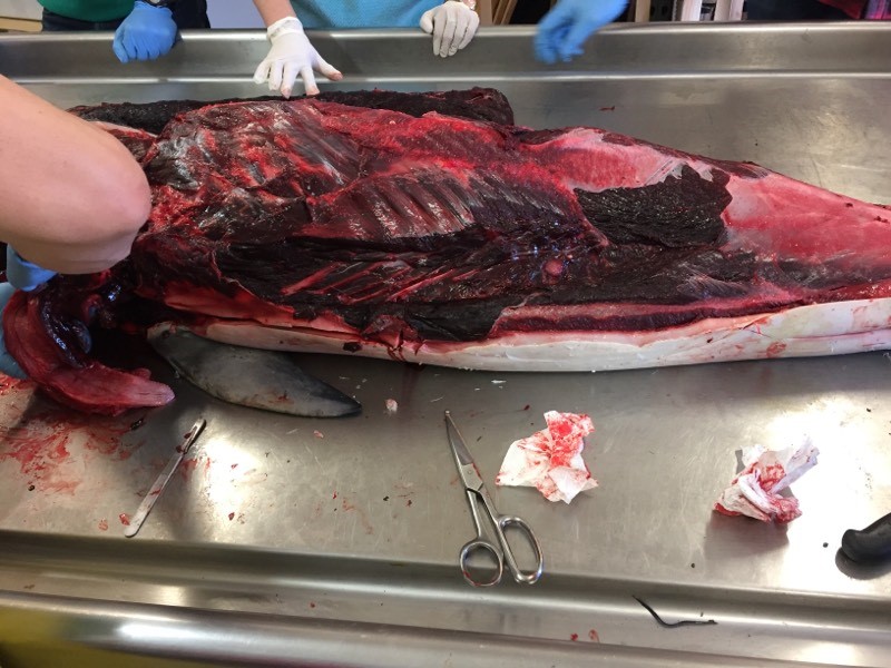 A dolphin with an exposed ribcage laying on a metal table alongside metal scissors.