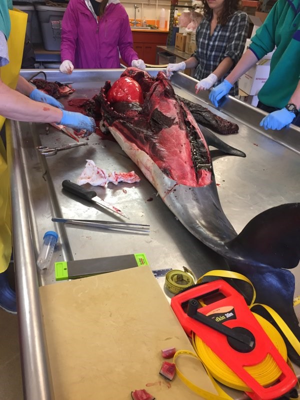 A dolphin with its lungs and heart exposed, laying on a metal table alongside various necropsy tools.