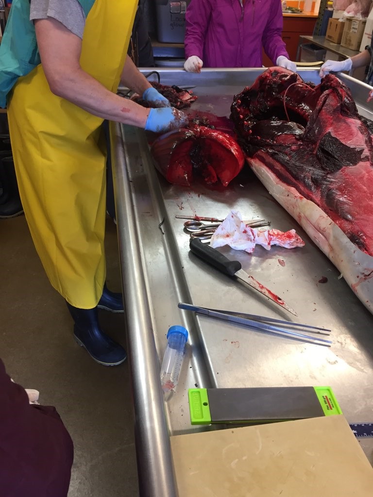 Man in yellow apron cutting open dolphins heart and lungs on a metal table to check for parasites.