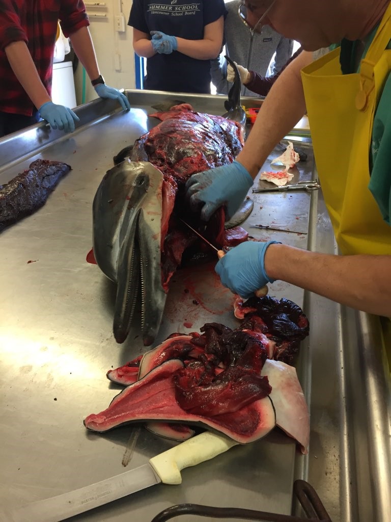Man in yellow apron cutting open dolphins esophagus and trachea on a metal table to check for blockages.