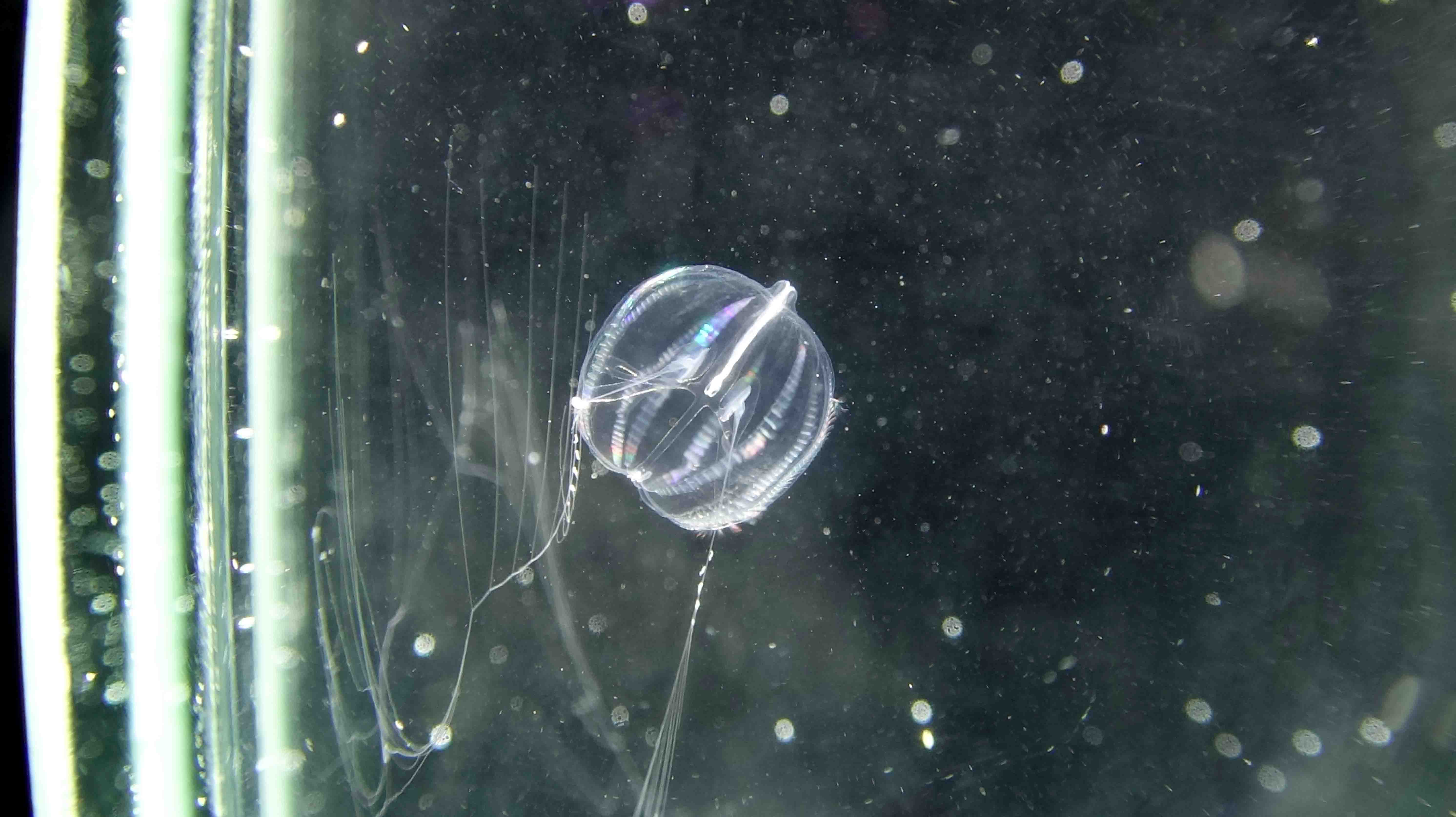 close up photo of the Pleurobranchia brachei zooplankton swimming in water.