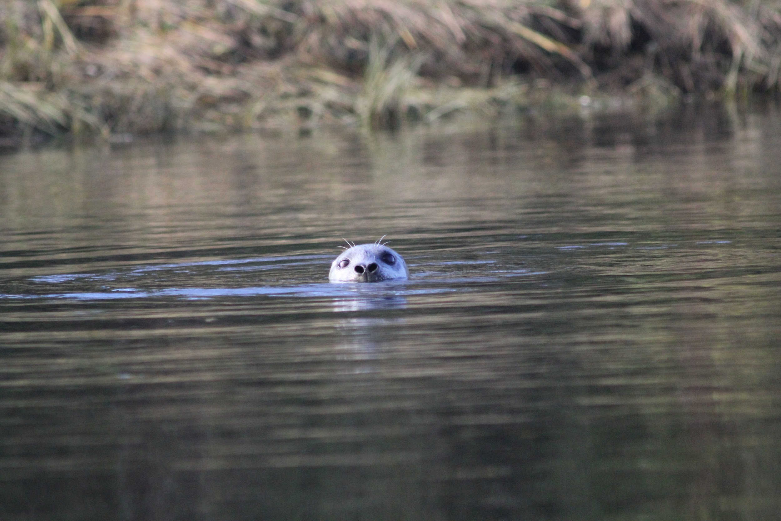 seal poking head above water