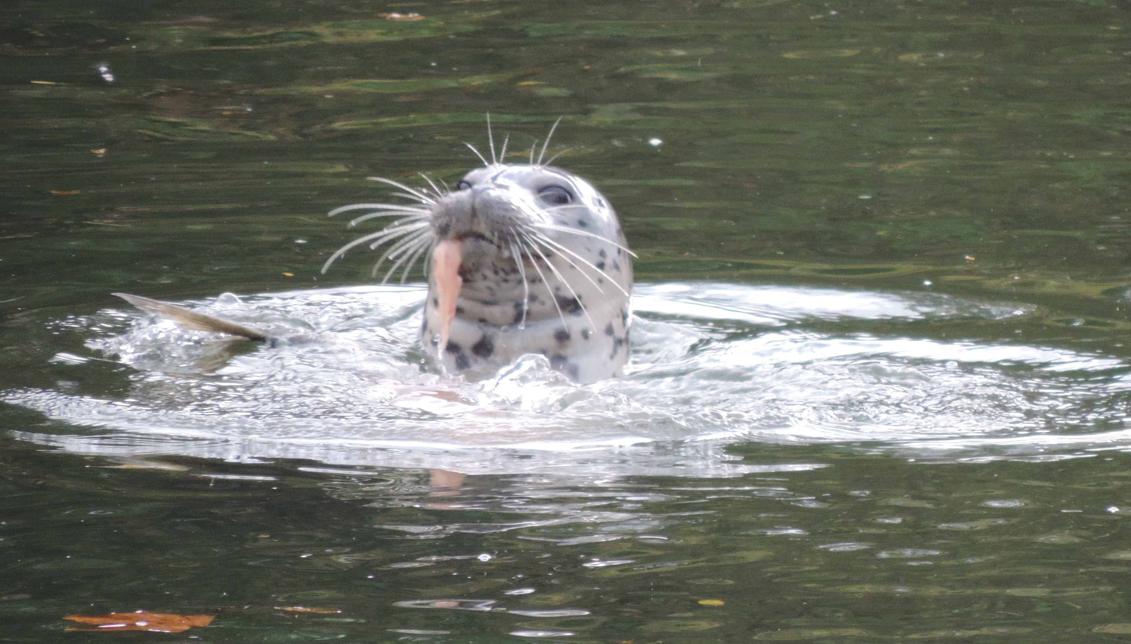 seal with a fish in it's mouth, sticking head above water