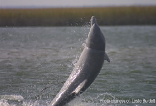 photo of porpoise breaching
