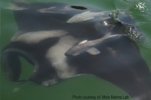 photo of manta ray swimming in ocean