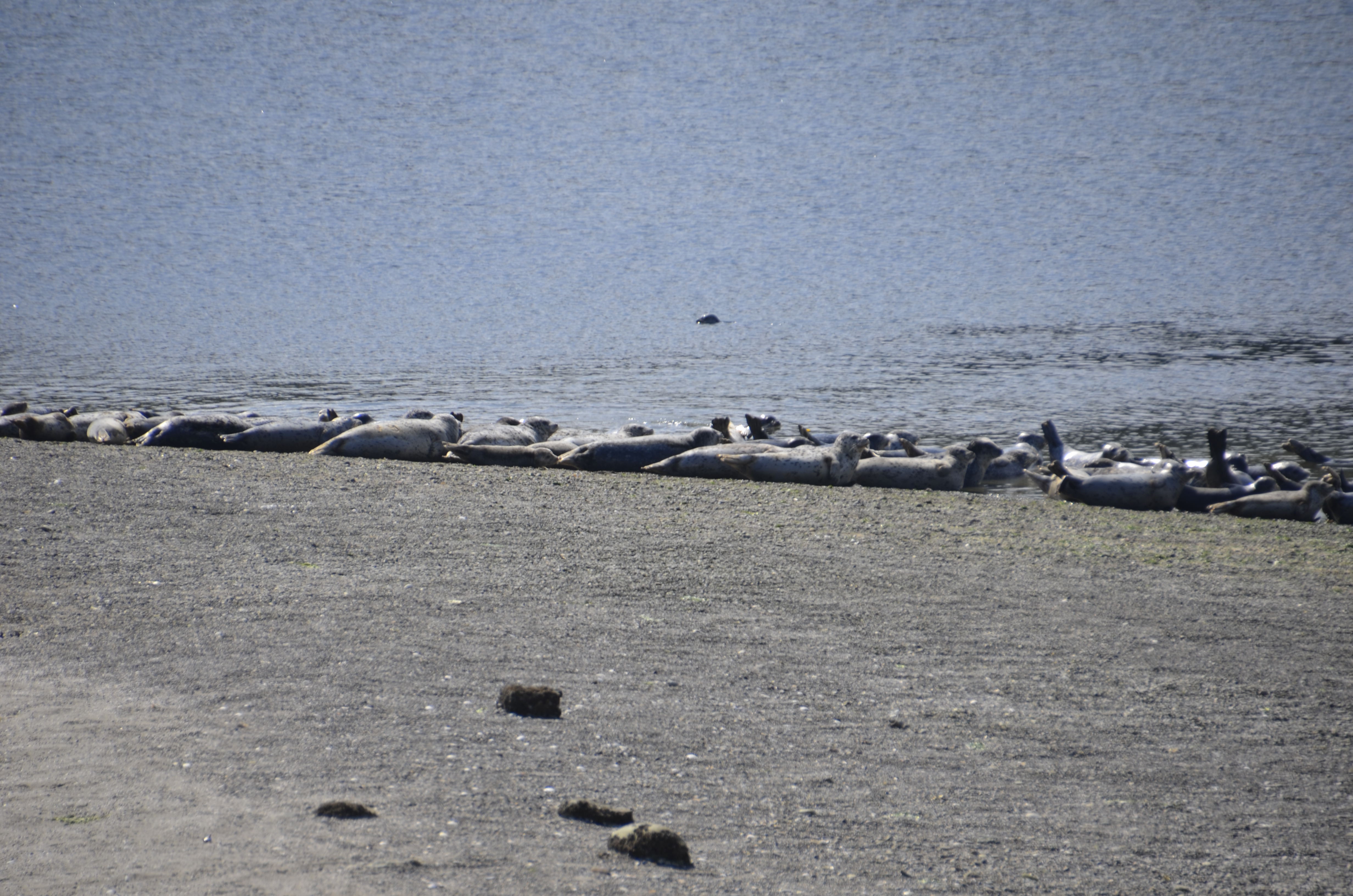 row of seals on the beach
