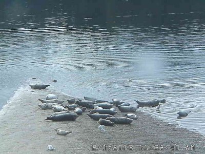 grouping of seals on a sandy beach, with some laying in adjacent water