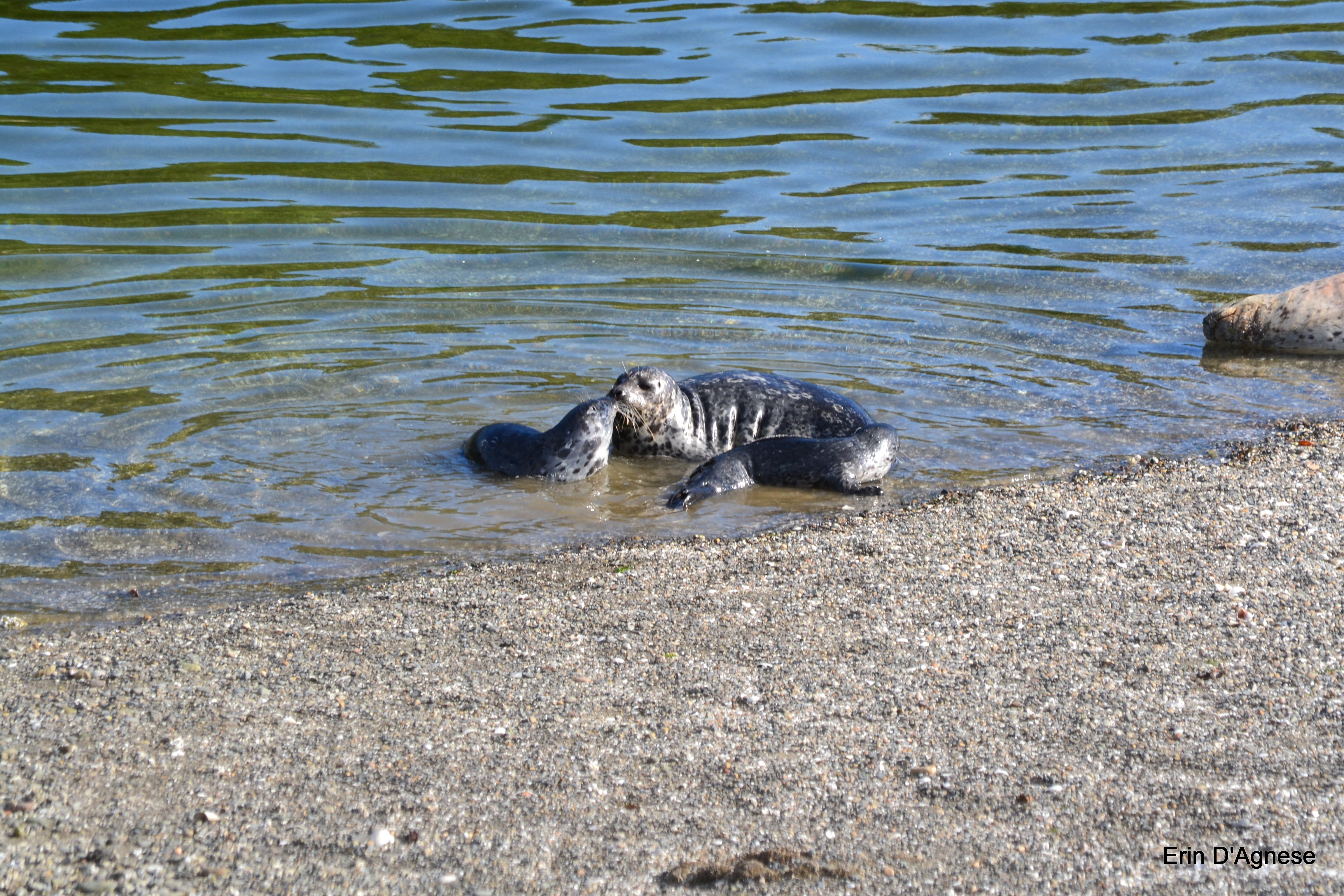 three seal pups sniffing each other in shallow water on a beach