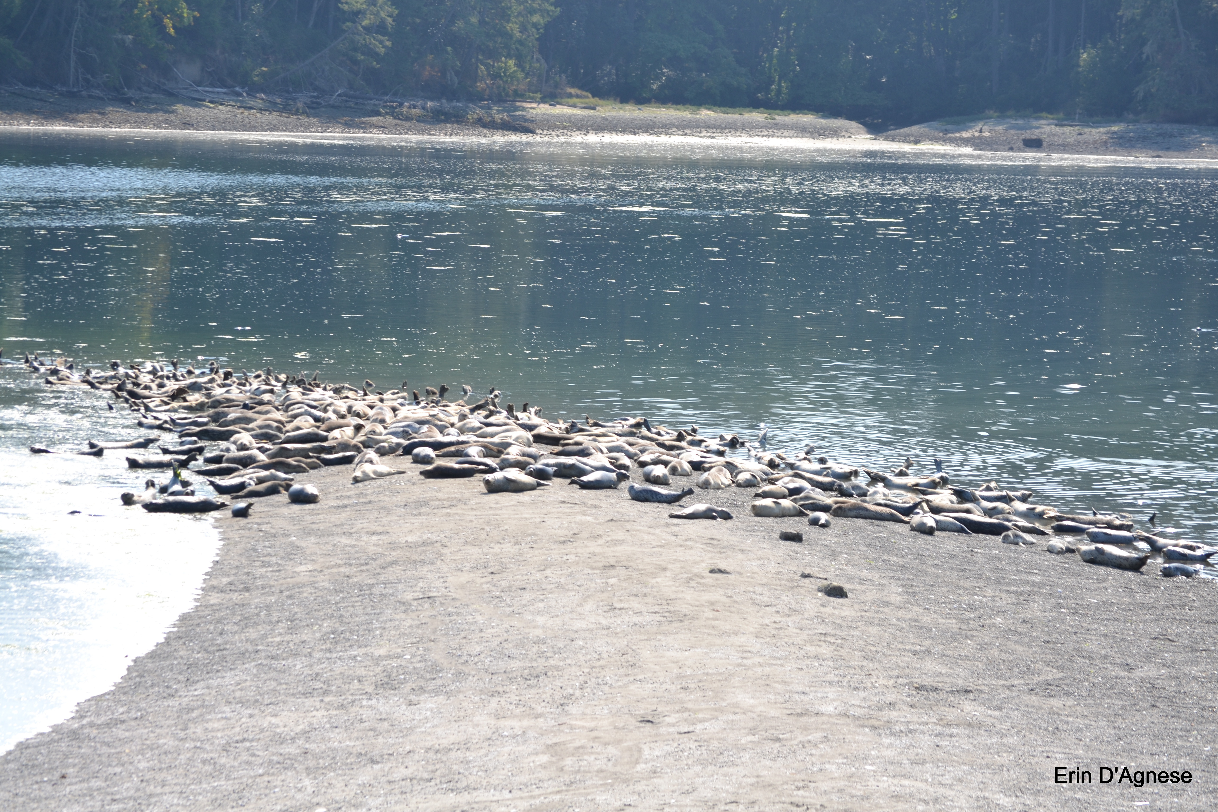 group of seals lay out on a sandy strip by a body of water
