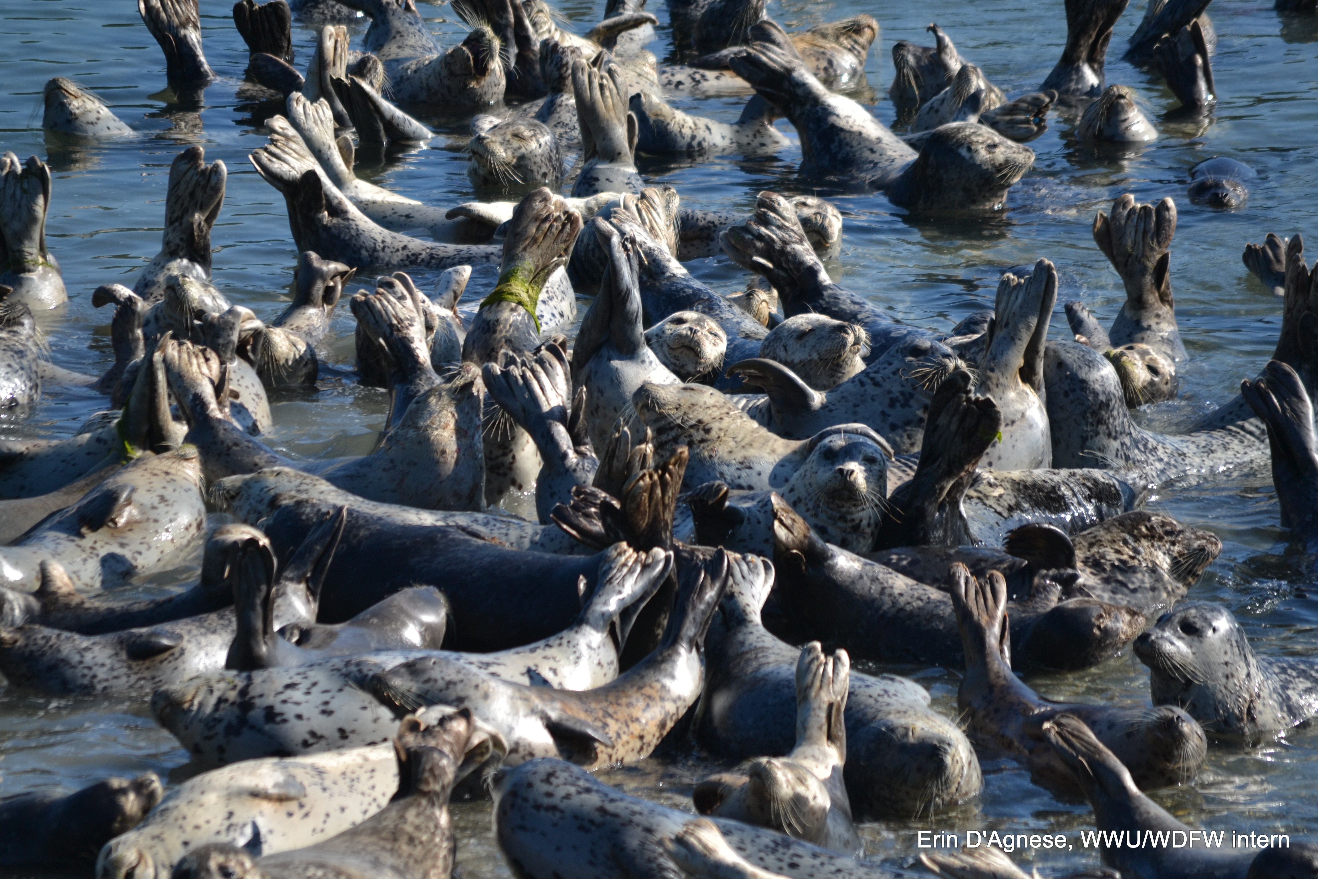 many seals laying in the water thermoregulating during the summer with their hind flippers up in the air