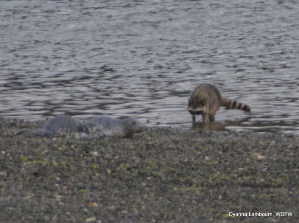 raccoon in the water approaching seal pups on the beach