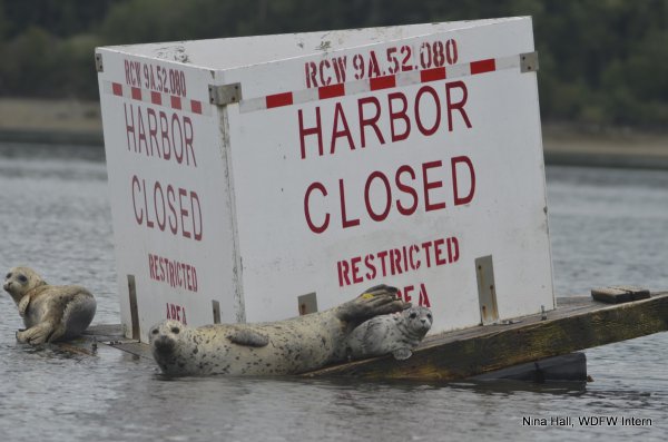 three seals laying on a floating platform with a sign that reads: Harbor Closed, Restricted Area.
