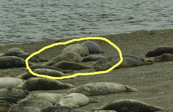 Various seals laying on the beach. Three of them are pregnant and circled in yellow.