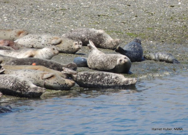 Various seals laying on the beach. One is giving birth with the pup still in the amniotic sac.
