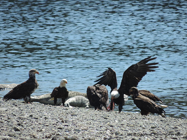 Six eagles on the beach fighting over a seal placenta as a mother seal and her pup are slowly getting into the water nearby.