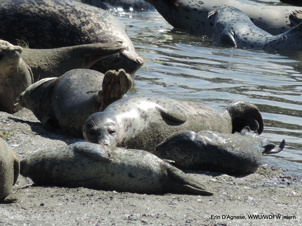 A mother seal laying on the beach with a young seal pup and various other seals.