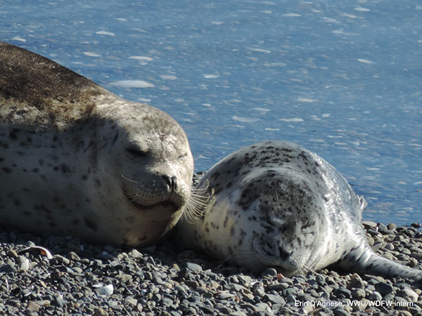 A close up shot of a mother seal laying on the beach with a young seal pup.