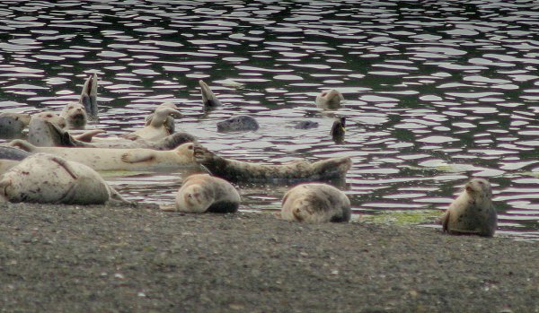 seals near shore