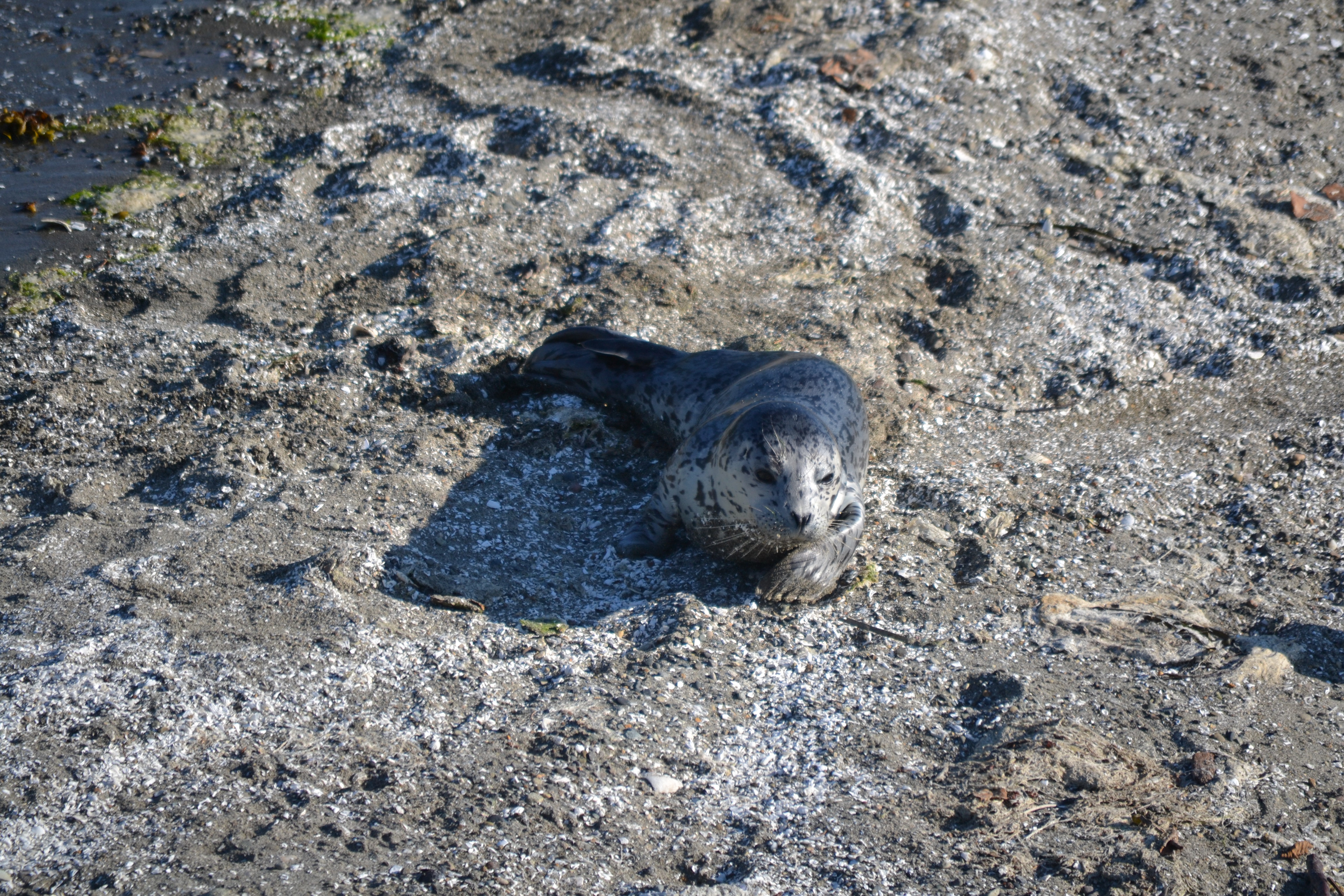 a seal laying on the sand