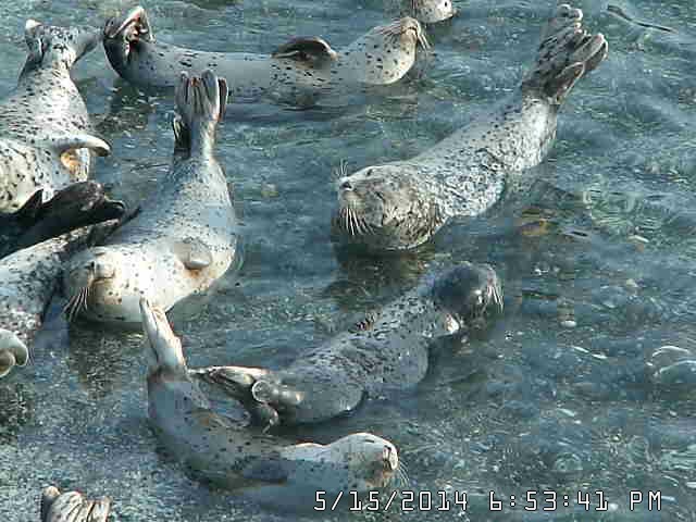 a group of seals lounging in shallow water, with tails flicked up