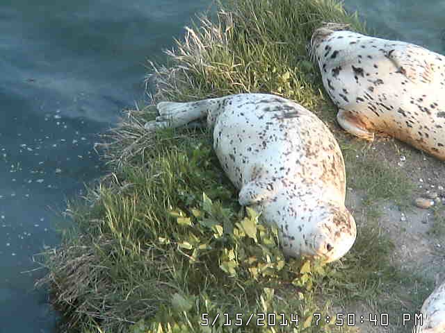 two white seals with dark specks laying on a patch of sea grass