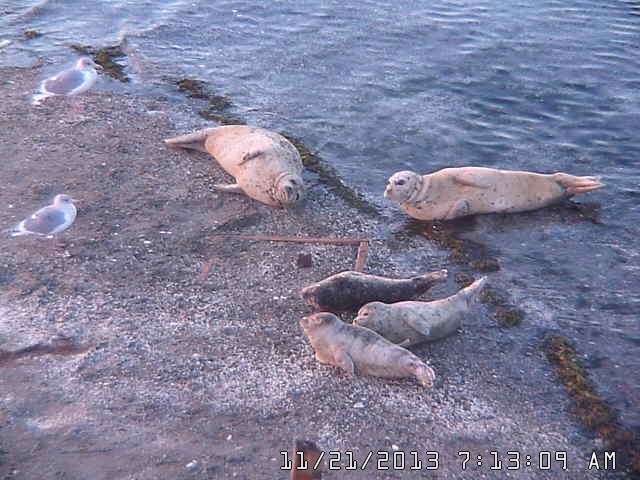 several light-colored seals in the water's edge