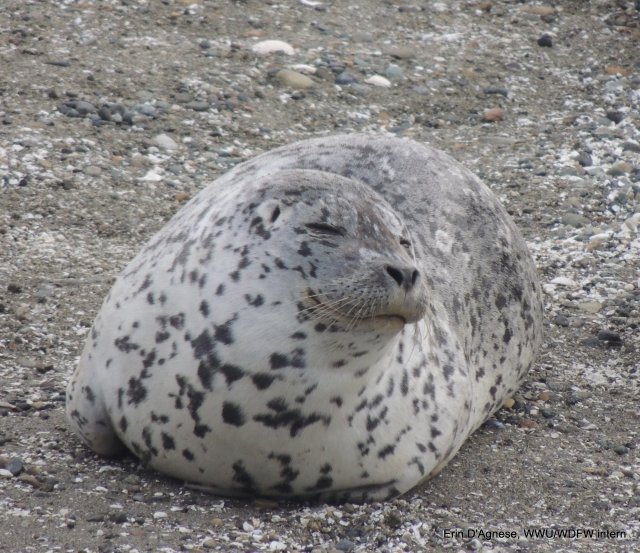 newly motled seal, with smooth short fur