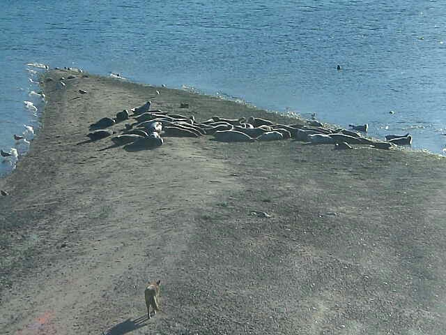 group of seals on a pointed section of beach