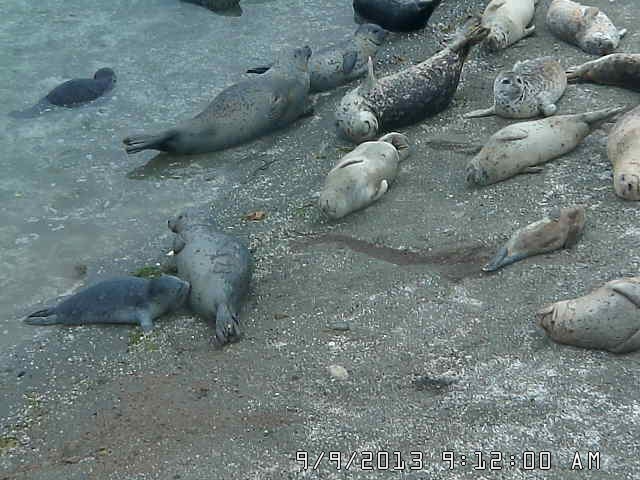 another group of seals on the beach