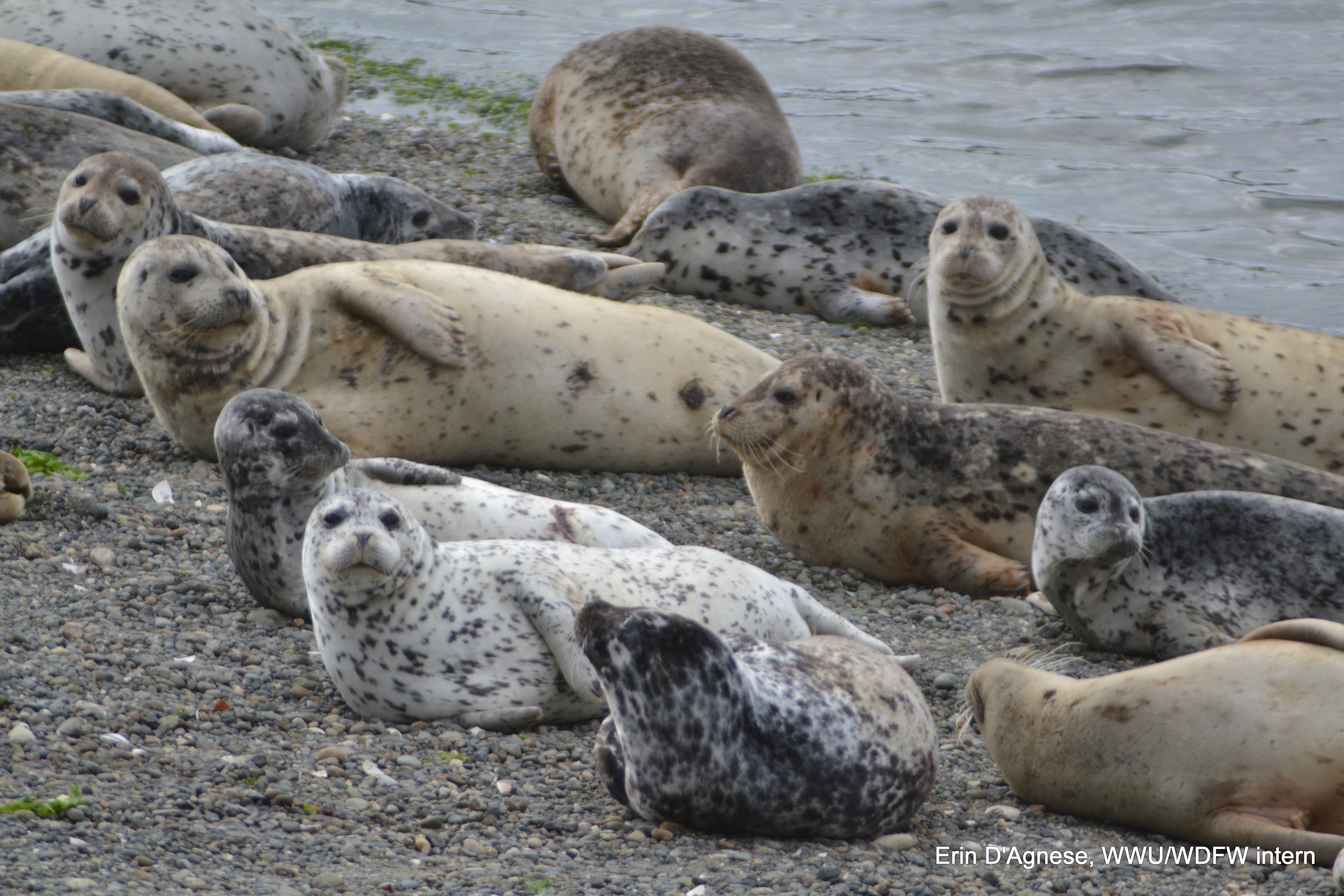a third group of seals on the beach