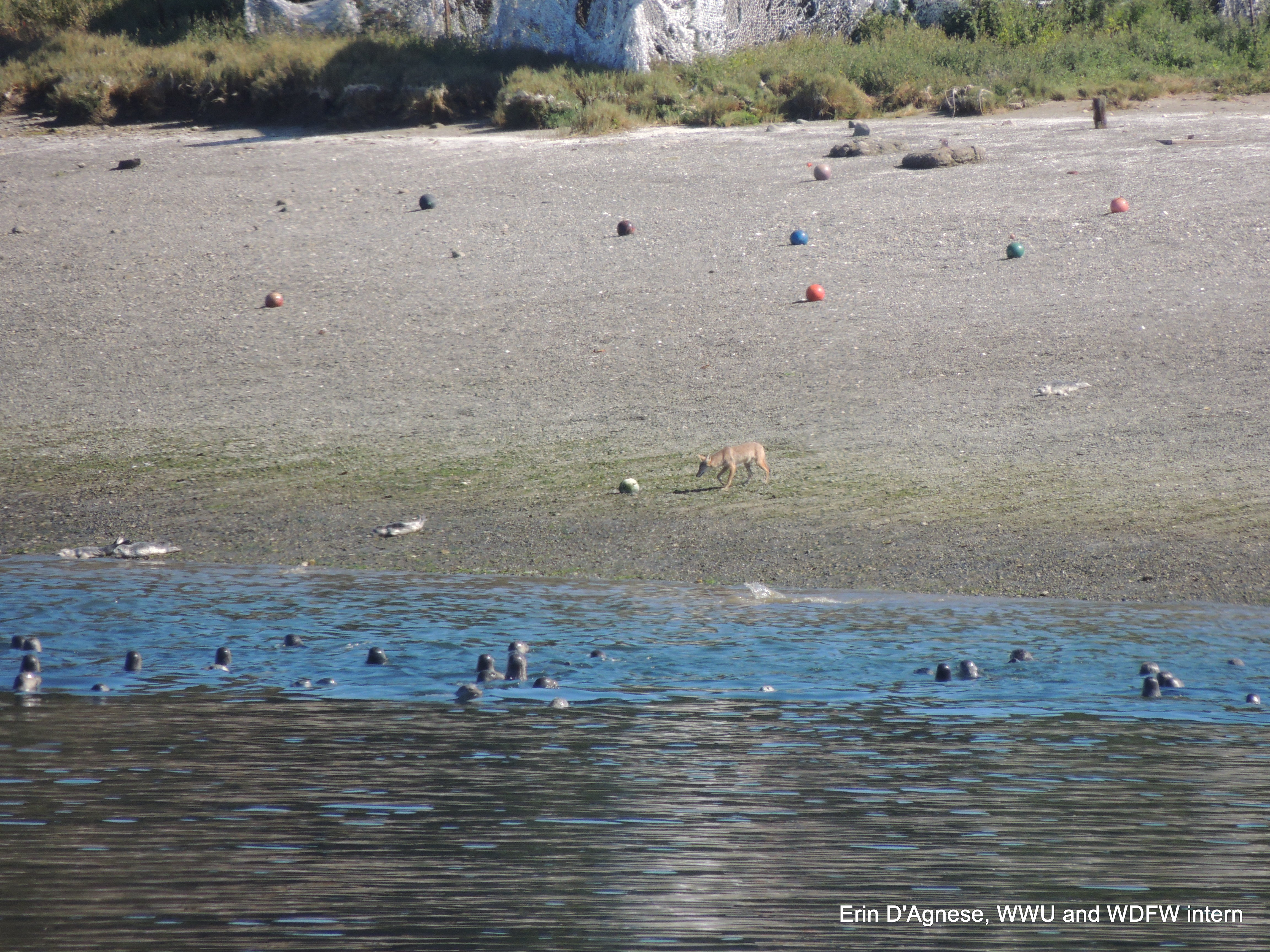 coyote wandering along a beach as seals watch from the water