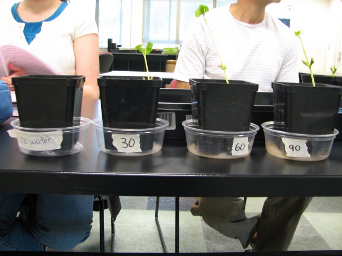 Four plants in black pots sittng on a black table. Each pot is labelled with a different number.