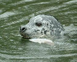 seal poking spotted head out of the water.
