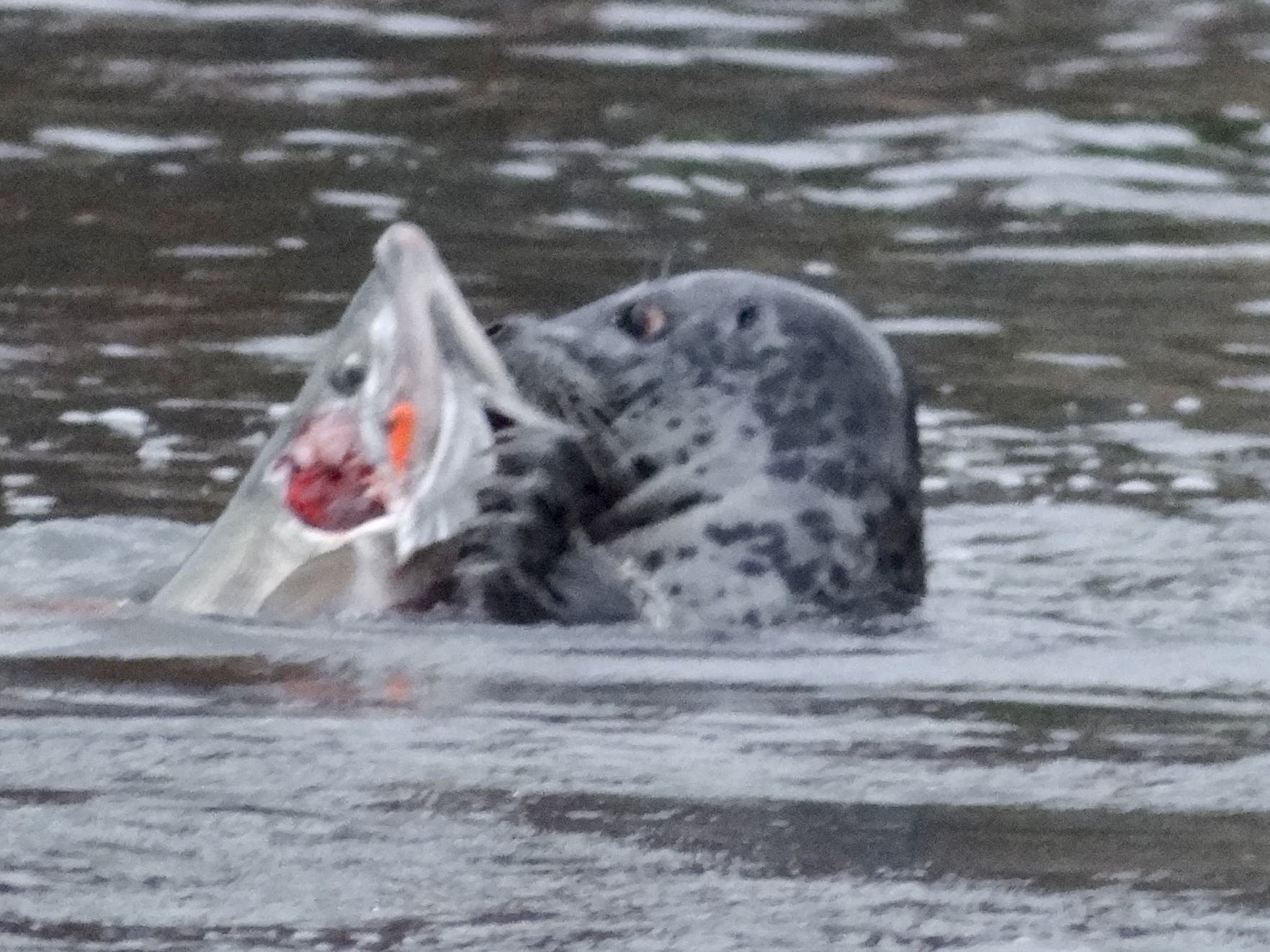 seal eating a fish
