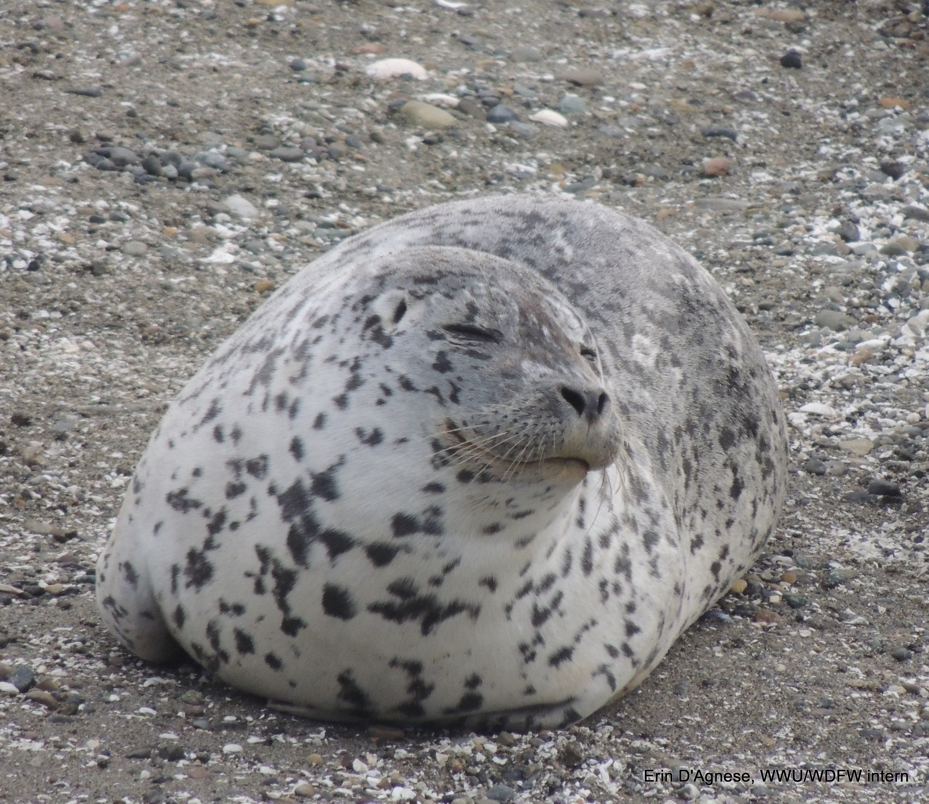 seal blending in with sand