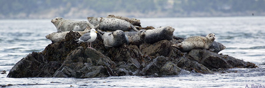 a pile of seals and a seagull on a rock