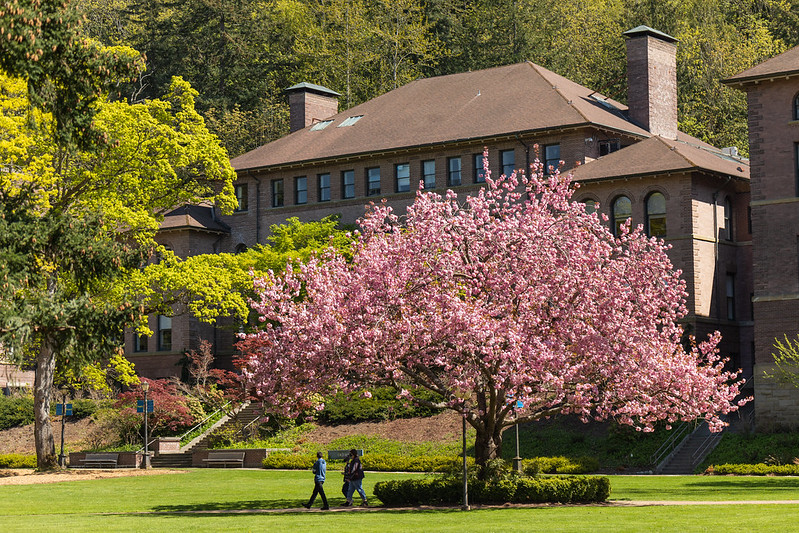 Western campus in the springtime with a flowering cherry tree in full bloom