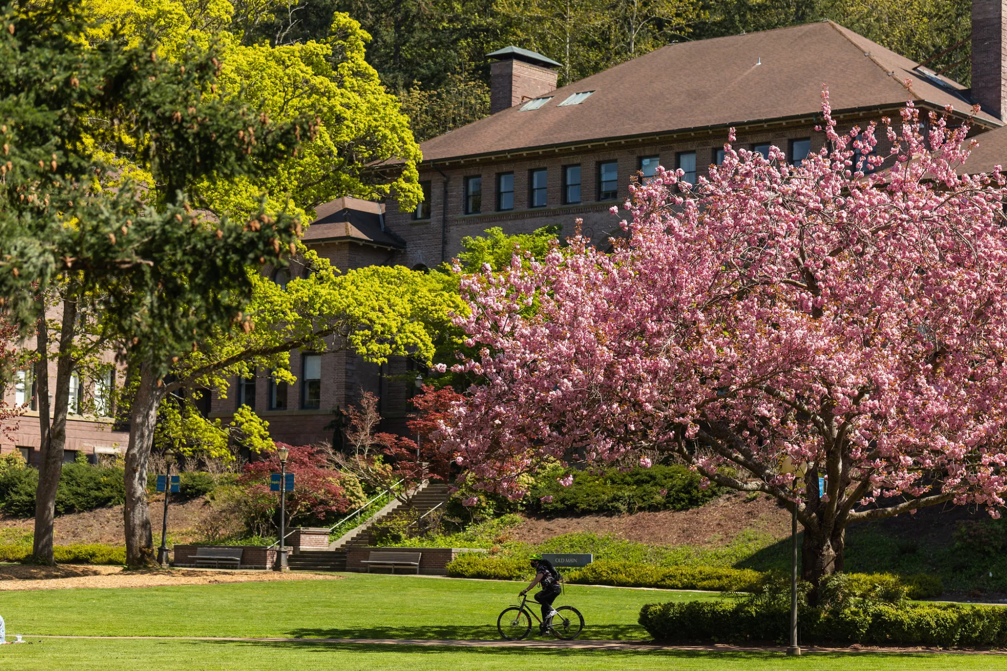 Person biking under a blossoming cherry tree in front of Old Main